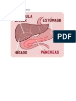 ESQUEMA Y FUNCIONES PANCREAS