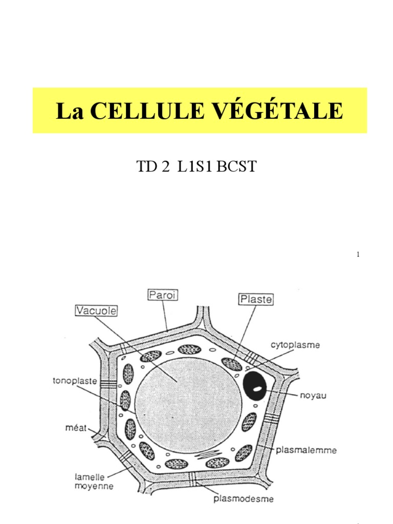 Révision sur le cycle cellulaire et la mitose (leçon) | Khan Academy, image size:768x1024