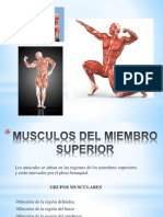 Miologia Extremidades Superiores