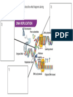 DNA Replication - Diagram