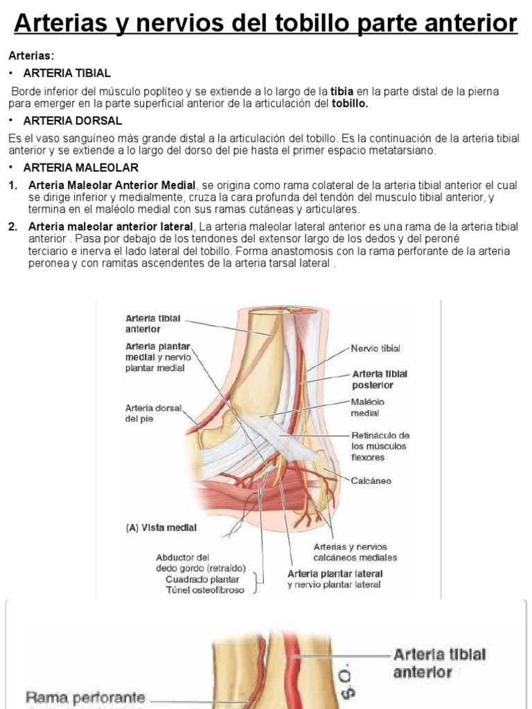 Arterias Y Nervios Del Tobillo Anterior PDF Tobillo Pie