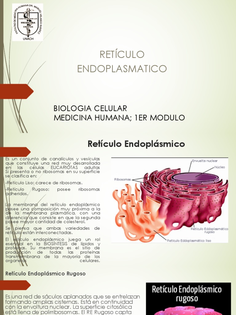 Reticulo | PDF | Retículo endoplásmico | Lípido