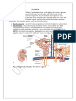 Nephron 1