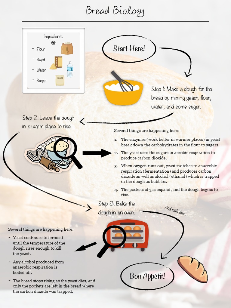 Bread Biology PDF Yeast Breads