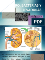 Presentacion Clindros, Bacterias y Levaduras
