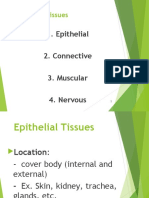 The 4 Main Types of Human Tissues (Epithelial, Connective, Muscular, Nervous