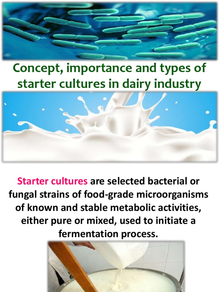 Concept Importance and Types of Starter Cultures in Dairy Industry