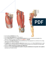 Innervation Membres Inférieurs