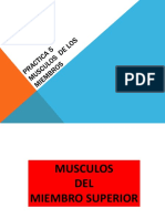 PRACTICA 5 Musculos de Los Miembros