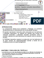 Seminario #01. Sistema Sexual Masculino Órganos Sexuales Masculinos. Espermatogénesis