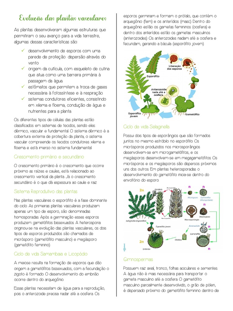 PLANTAS VASCULARES E AVASCULARES visual data 2