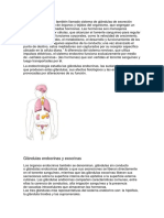 Sistema Endocrino