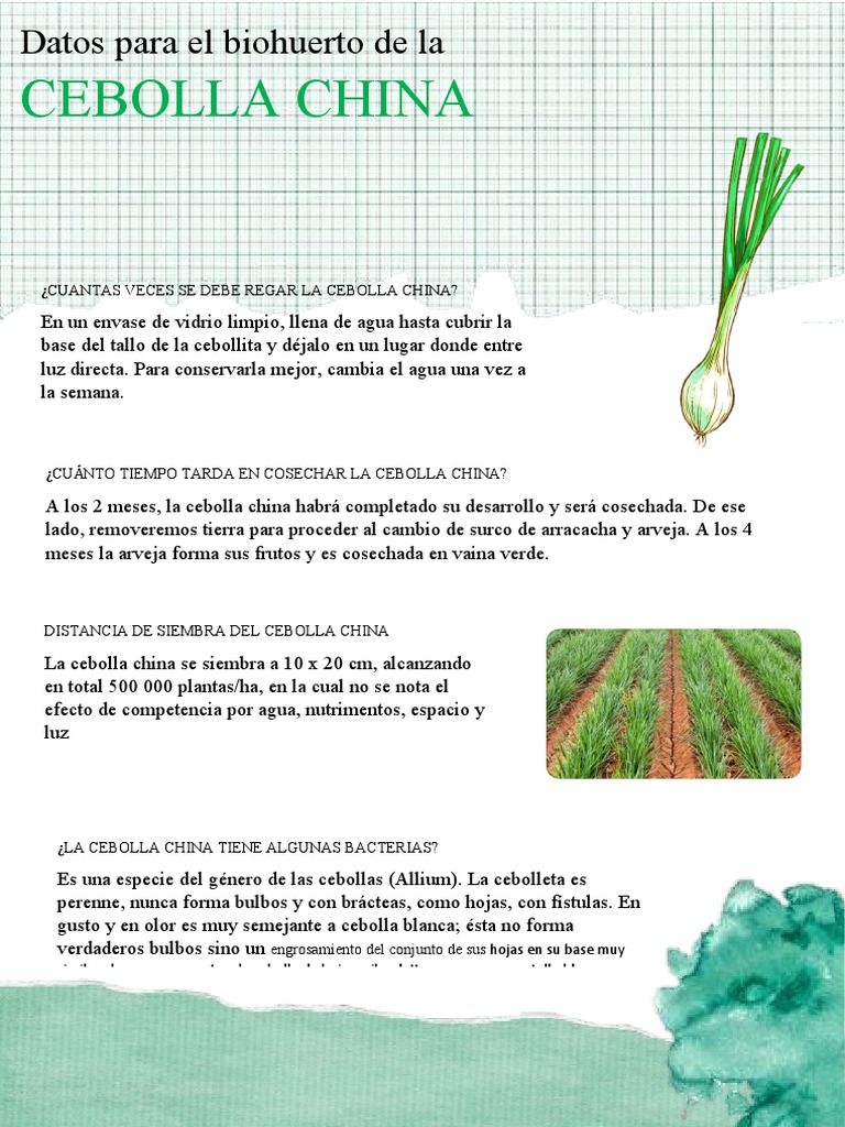 Cebolla China | PDF | Ciencia y matemática | Tecnología e ingeniería