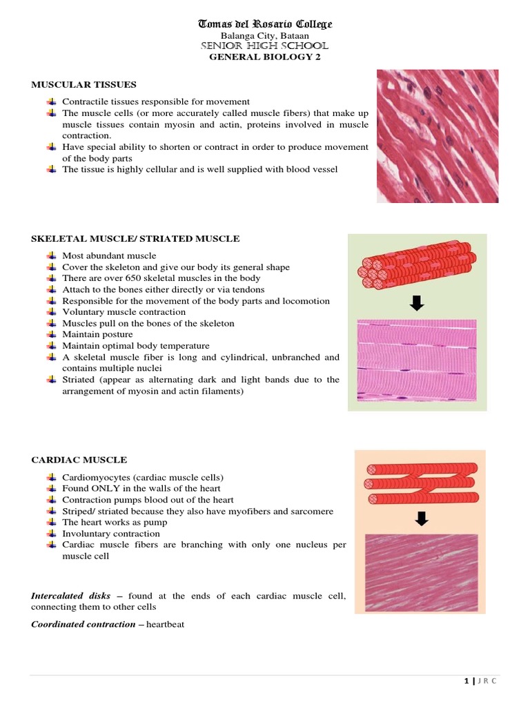 Overview of Muscular and Nervous Tissues | PDF | Neuron | Axon