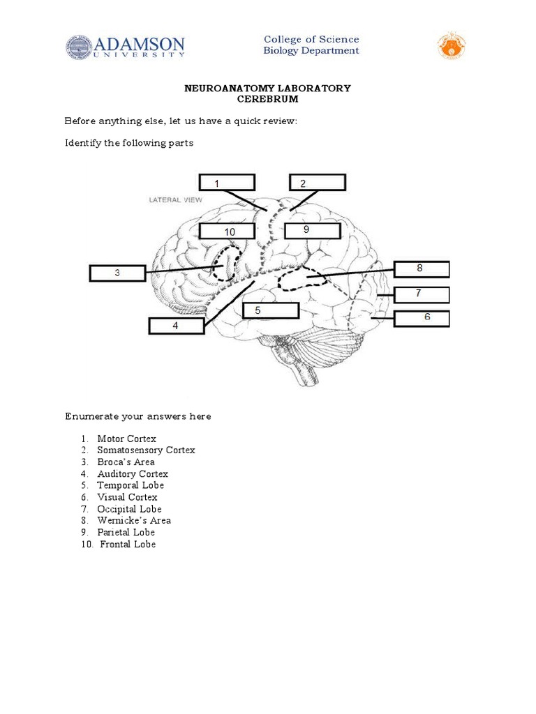 Neuroanatomy Lab: Cerebrum & Thalamus | PDF | Science & Mathematics