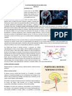 Sistema nervioso humano: estructura y funciones