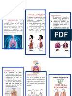 Triptico Fases de La Respiracion