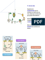 1 - PP - Morfologia Sist Rep Fem Masc