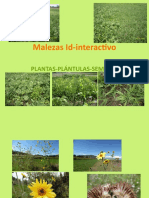 Malezas - Interactivo-Plantas