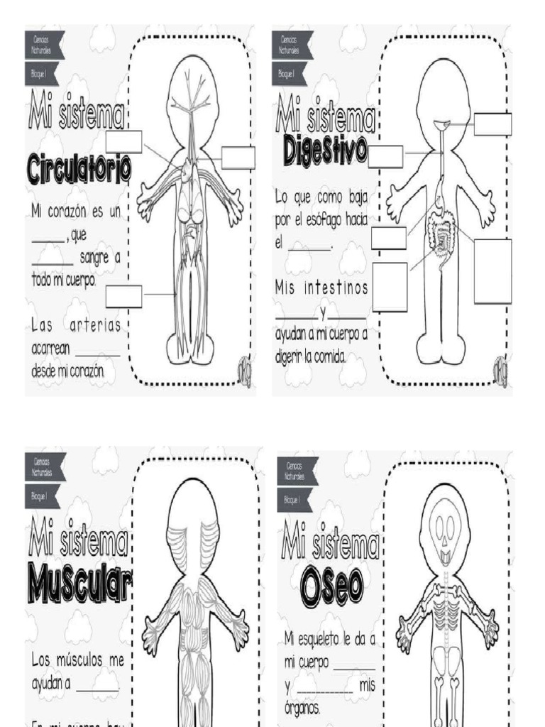 Sistemas de Mi Cuerpo 4° | PDF