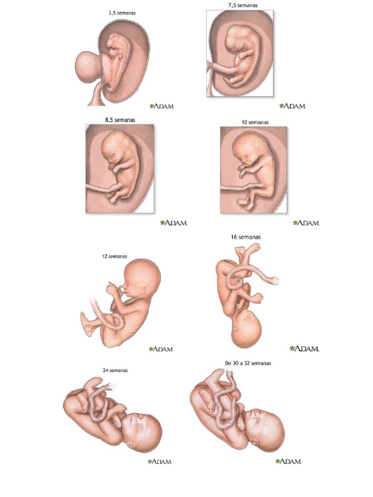 Embrion | PDF