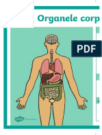 Organele Corpului Omenesc - Plansa 2xA3