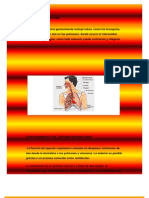 Sistema Respiratorio