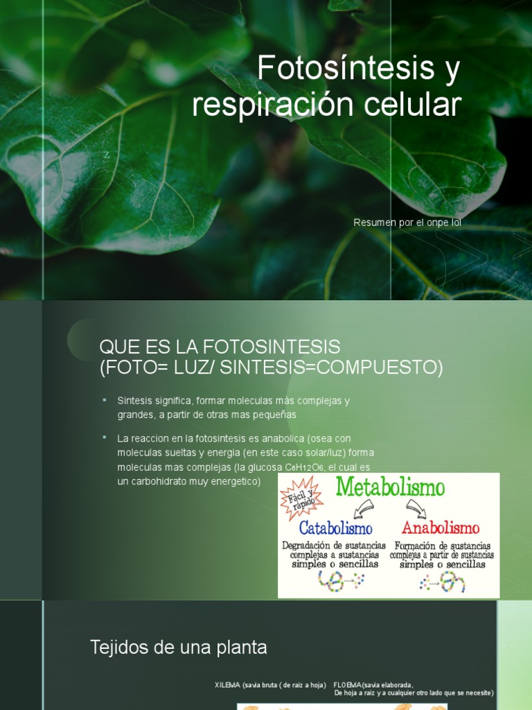 Fotosintesis Resumen PDF Fotos ntesis - 1688440171