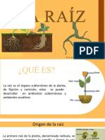 La Raíz Botanica