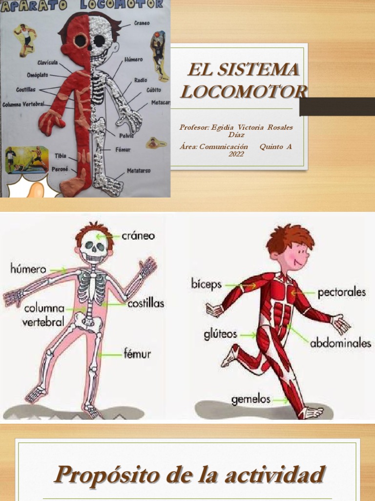 El funcionamiento y cuidado del sistema locomotor | PDF | Sistema