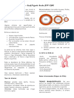 Distribucion Arterial