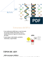 Estructura Del RNA