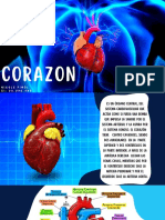 Actividad Del Corazon