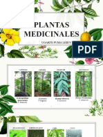 Plantas Medicinales - 40 Fotos - Leup