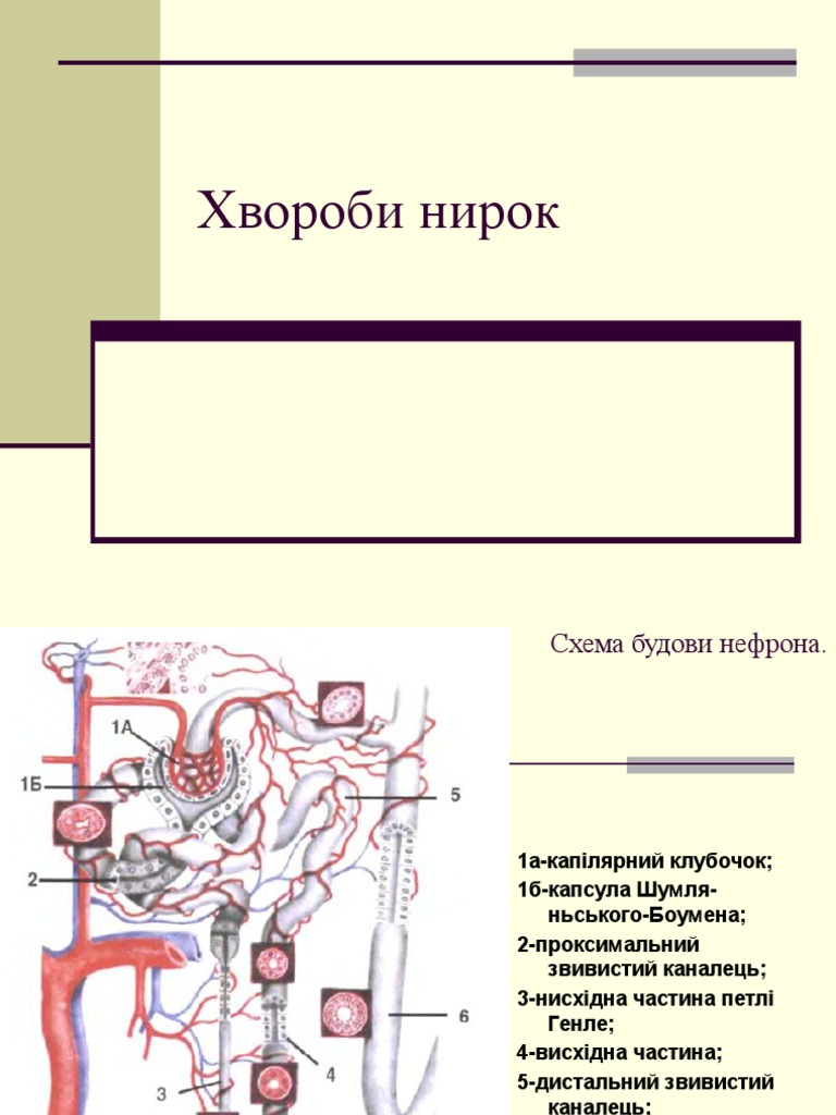 Хвороби нирок | PDF