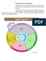 Cell Cycle