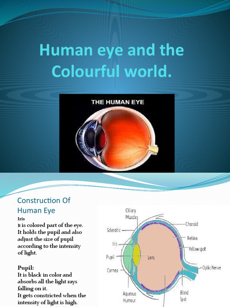 OLD Human Eye and The Colourful World | PDF | Eye | Human Eye
