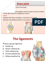 (Week 10) The Knee Joint