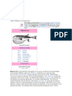 Baiacu-ará: Peixe venenoso do Atlântico