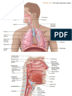 Anatomi Sistem Respirasi