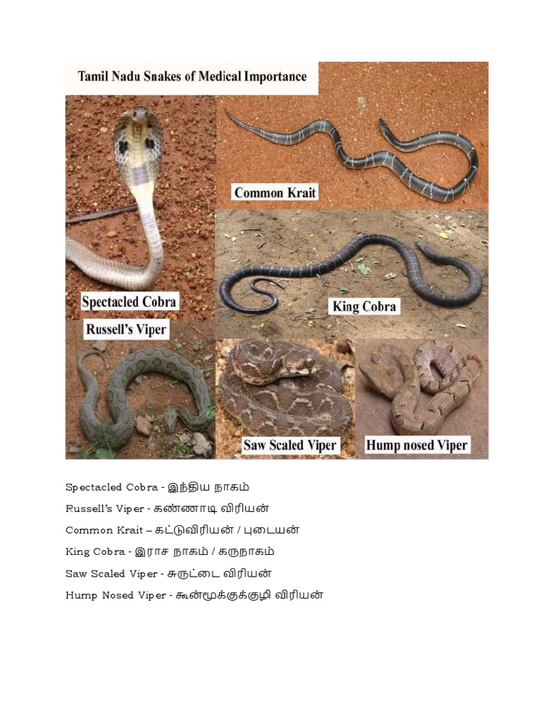 Snake Bite Treatment Guidelines Posters | PDF