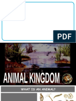 4 Animal Kingdom
