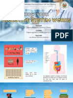 How Your Digestive System Works