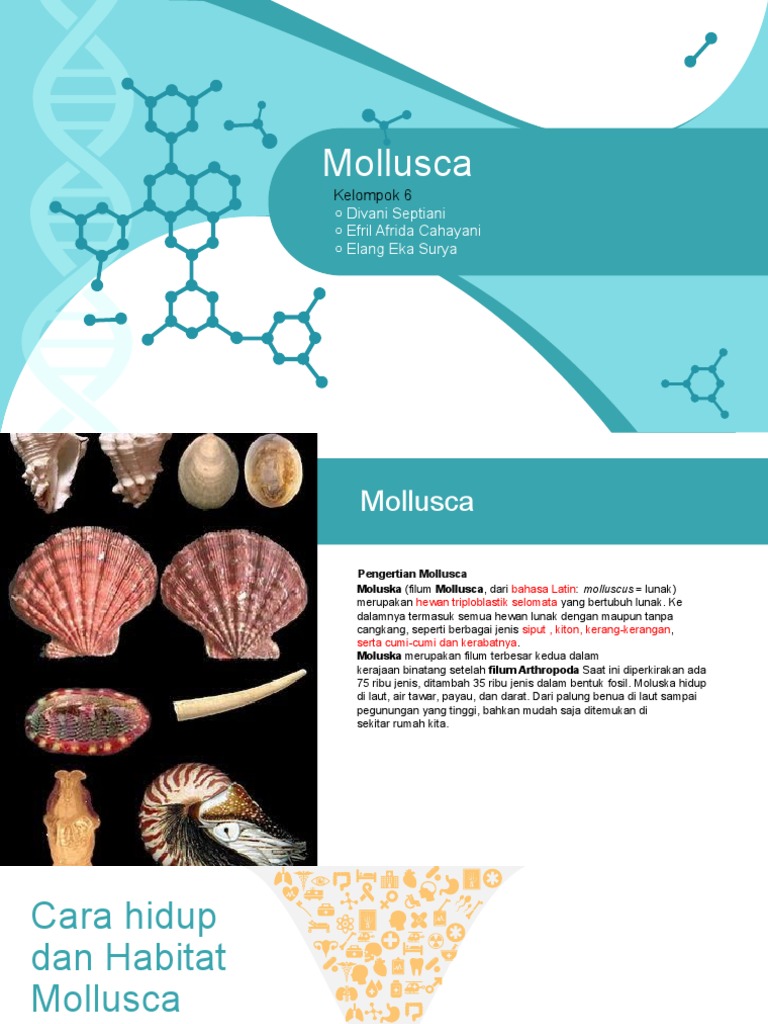 Molluscaa | PDF | Griya & Taman