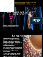 Anatomía del aparato reproductor masculino y femenino