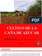 Cultivo de La Caña de Azucar