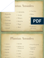 Plantas Anuales Bianuales Perennes