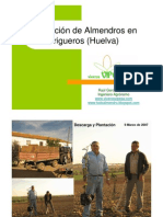 Plantación de Almendros en Trigueros (Huelva)