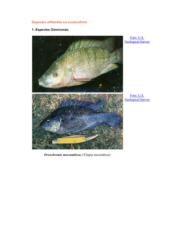 Especies Utilizadas en Acuacultura Mojarra Tilapia