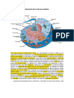 Biología de La Célula Animal